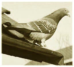 alcohol licence homing pigeon