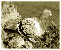 alcohol licence navigator pigeon